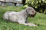 LAGOTTO CAVAGE 063